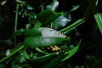 Mecyna asinalis