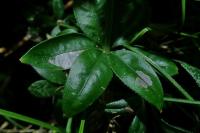Mecyna asinalis