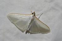 Palpita vitrealis