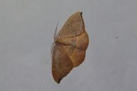 Watsonalla uncinula