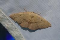 Cyclophora puppillaria