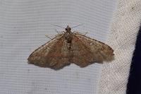 Nycterosea obstipata