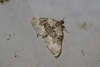 Epirrhoe galiata
