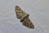Gymnoscelis rufifasciata