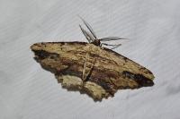Menophra abruptaria