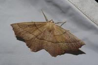 Gerinia honoraria