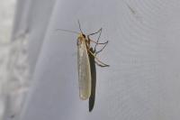 Eilema caniola