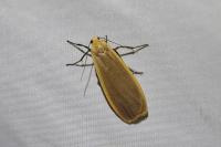 Katha depressa