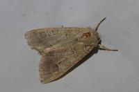 Ammoconia caecimacula