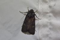 Aporophyla nigra