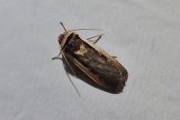 Ochropleura leucogaster