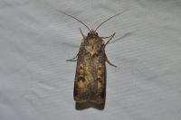 Agrotis trux