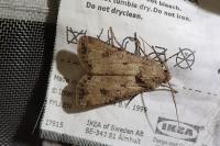 Agrotis segetum