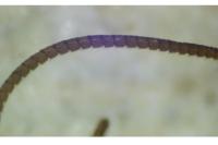 Thera obeliscata