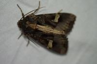 Trigonophora flammea