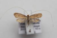 Nematopogon metaxella