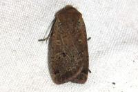 Conistra erythrocephala