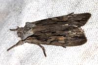 Lithophane leautieri