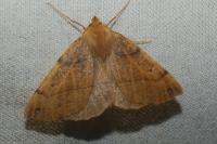Colotois pennaria