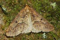 Erannis defoliaria