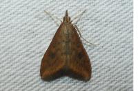 Udea ferrugalis