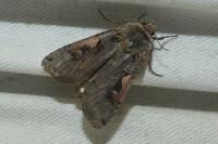 Xestia c-nigrum