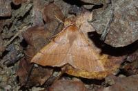 Colotois pennaria