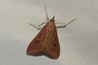 Udea ferrugalis