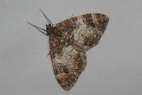 Dysstroma truncata
