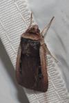 Ochropleura leucogaster