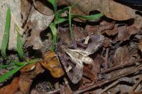 Trigonophora flammea