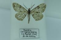 Peribatodes rhomboidaria