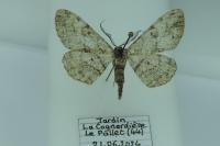 Peribatodes rhomboidaria