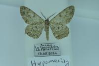 Hypomecis punctinalis