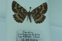 Ematurga atomaria