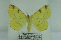 Opisthograptis luteolata