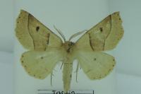 Crocallis elinguaria