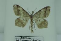 Macaria alternata