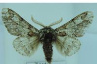 Biston strataria