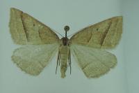 Petrophora chlorosata