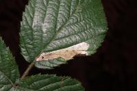 Coptotriche marginea