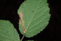 Coptotriche marginea