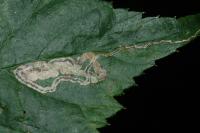 Stigmella aurella/splendidissimella