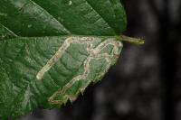 Stigmella aurella/splendidissimella