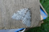 Epirrita