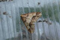 Erannis defoliaria