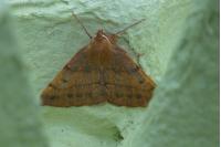 Colotois pennaria