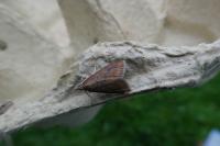 Udea ferrugalis