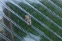 Acleris variegana