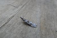 Eudonia angustea
